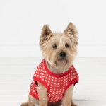 Mens Knit PJs and Doggy Vest Bundle